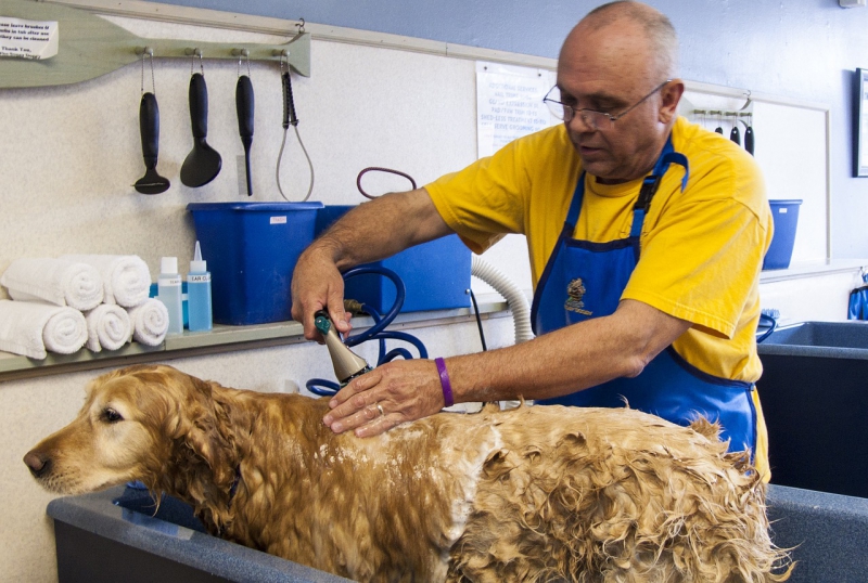 toiletteur-PIERREFEU-min_dog-bath-682169_1280